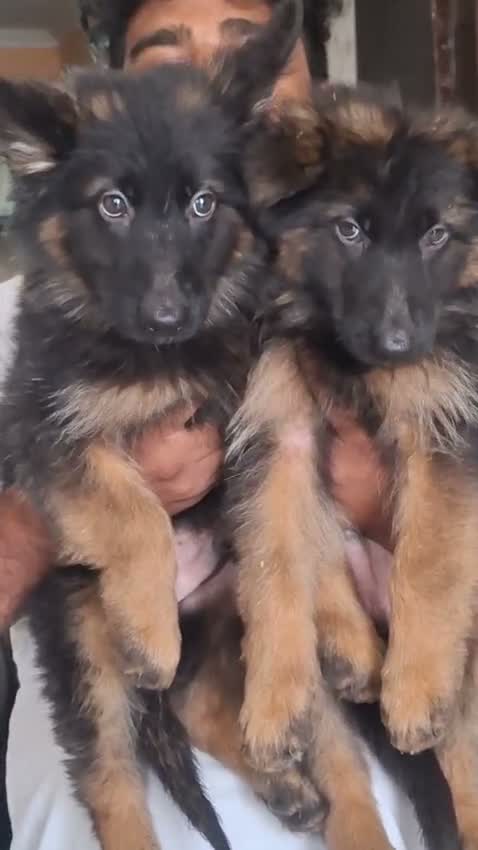 German Shepherd Puppy, farm video