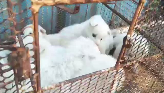 Pomeranian Puppy, farm video
