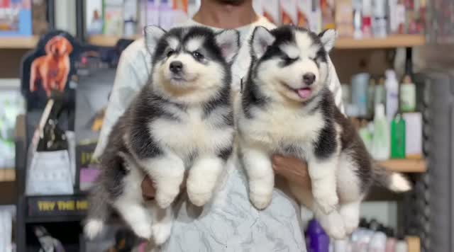 Siberian Husky Puppy | Black & White Color, farm video