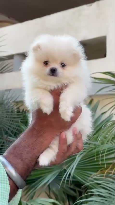 Toy Poodle Puppy, farm video