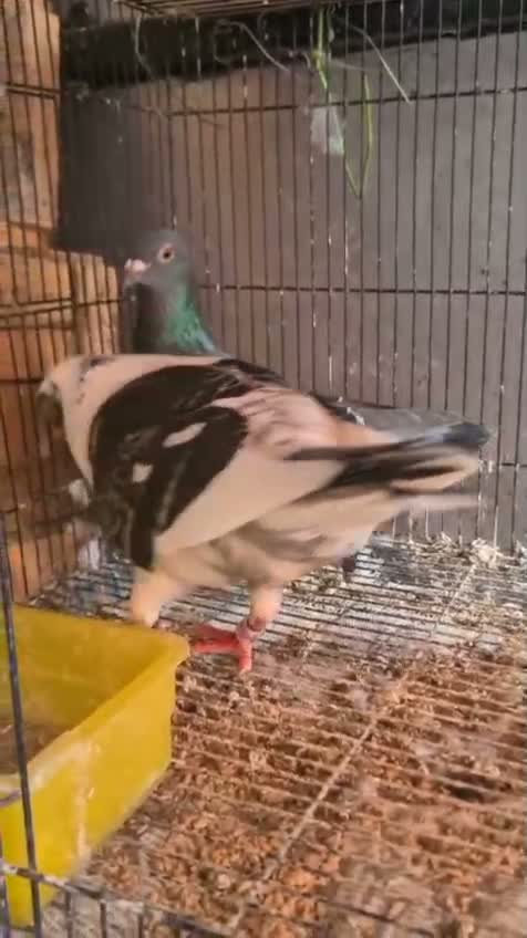 Jacobin Pigeon, farm video