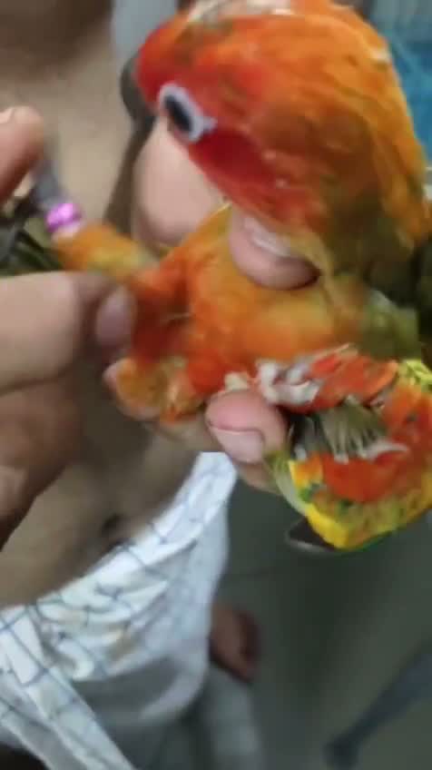 Sun Conure, farm video