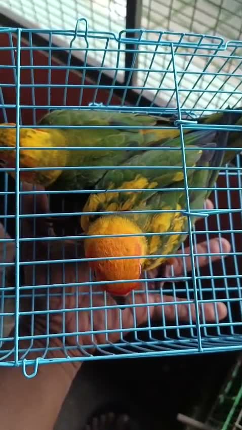 Sun Conure, farm video