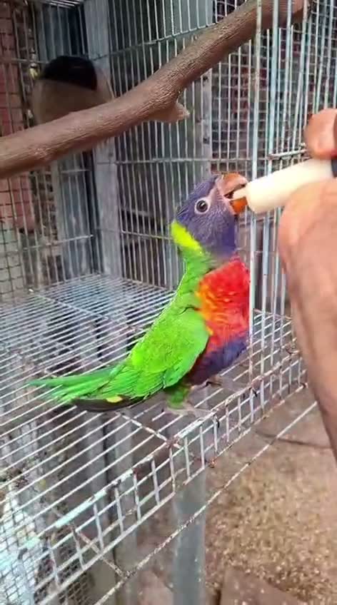 Chattering Lorikeet, farm video