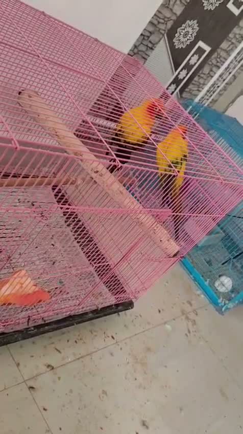 Sun Conure, farm video