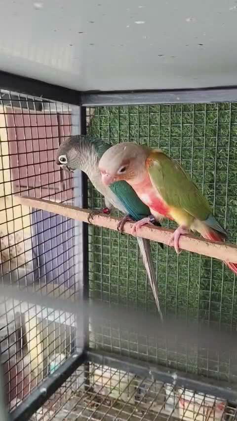 Emma Conure, farm video