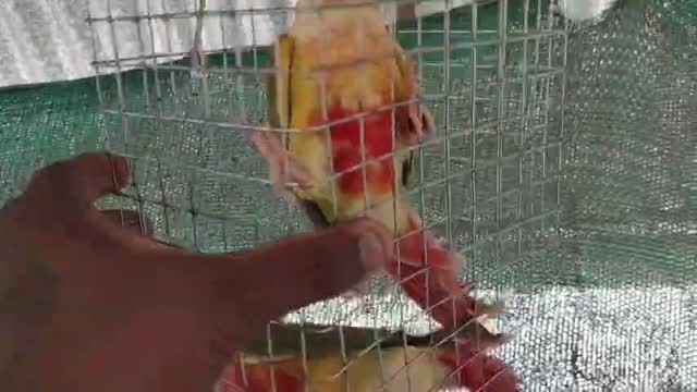 Pineapple Headed Conure, farm video