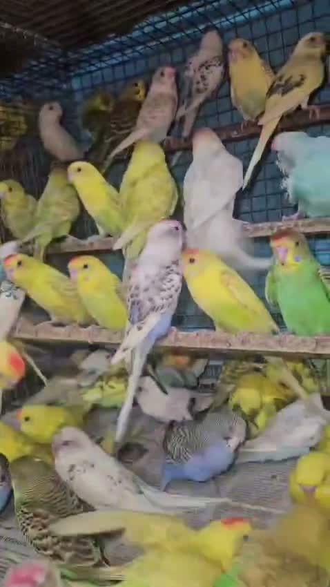 African Love Birds, farm video