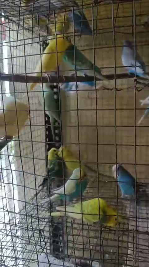 Budgies | Fallow, farm video