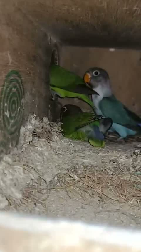 African Love Birds, farm video
