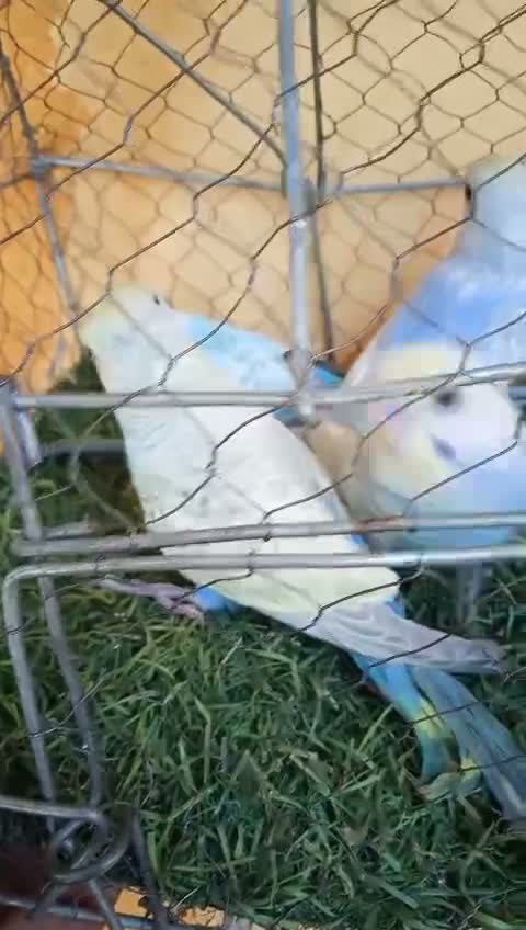 Budgies | Fallow, farm video