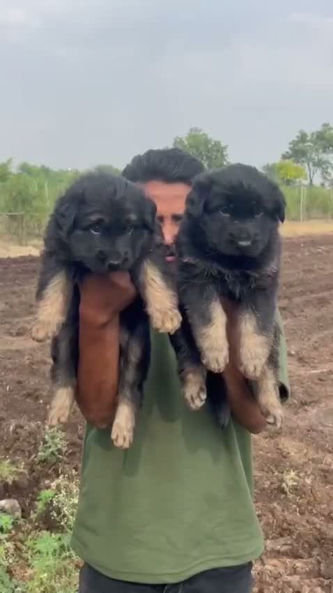 German Shepherd Puppy, farm video