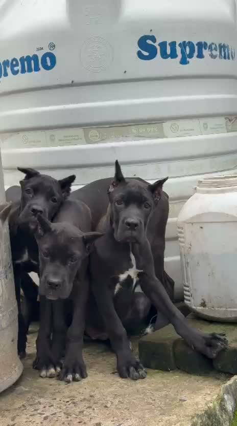 Cane Corso Puppy, farm video
