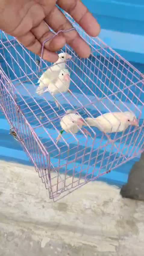 Java Sparrow, farm video