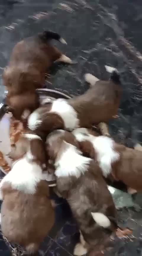 Shih Tzu | Black Color, farm video
