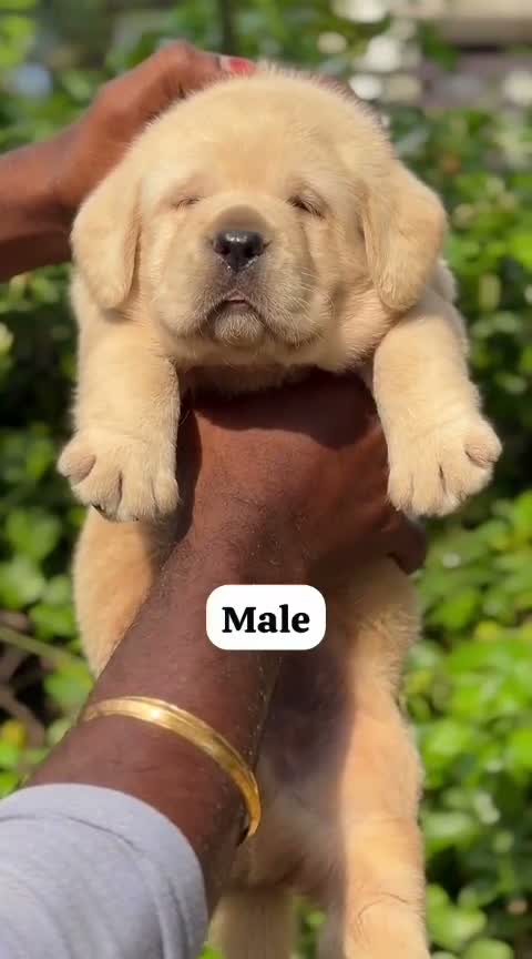 Beagle Black & Tan Puppy, farm video