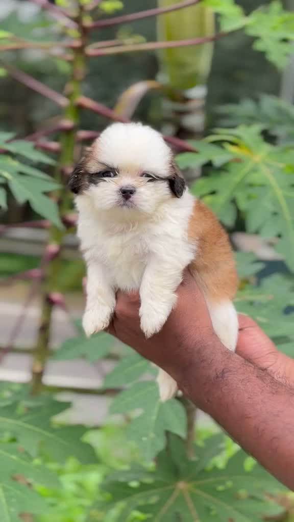 Shih Tzu | Black Color, farm video