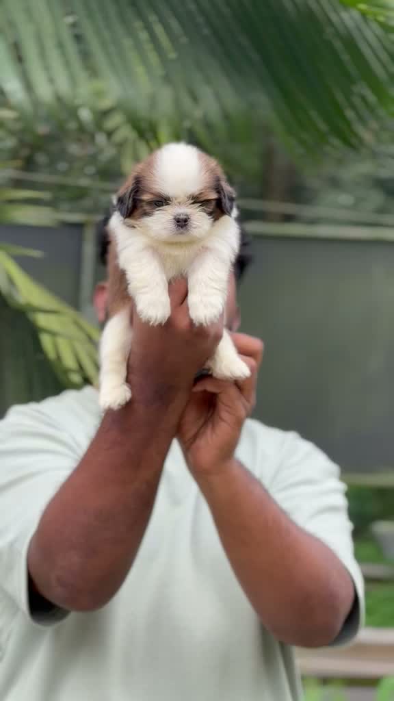 Shih Tzu | Black Color, farm video