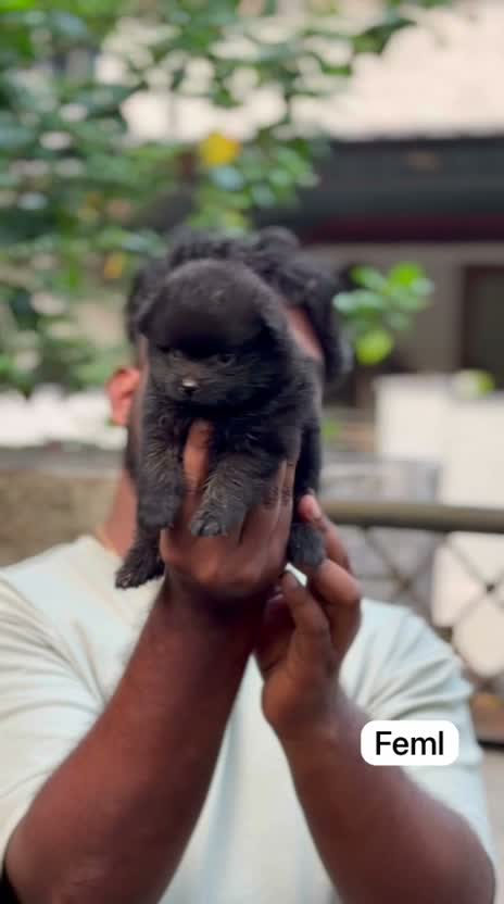 Pomeranian Puppy, farm video