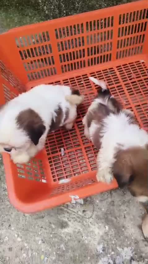 Shih Tzu | Black Color, farm video
