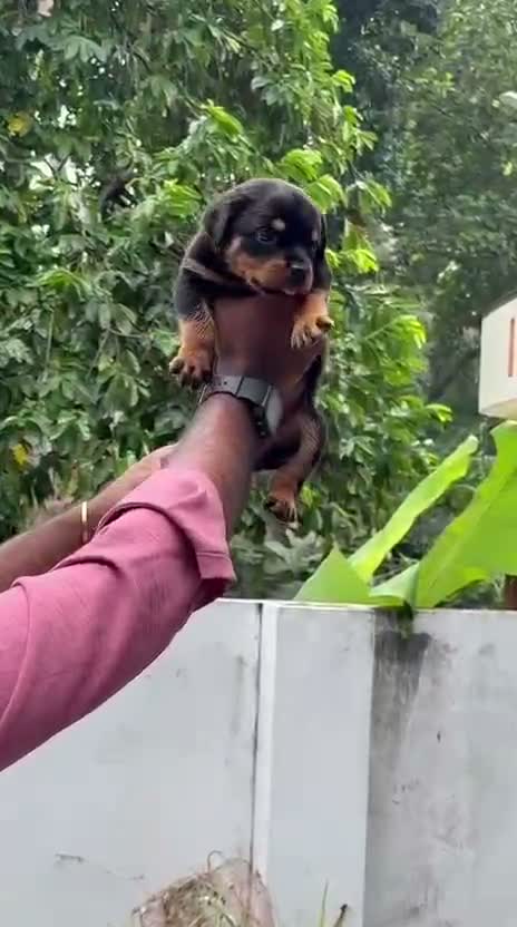 Rottweiler Puppy, farm video