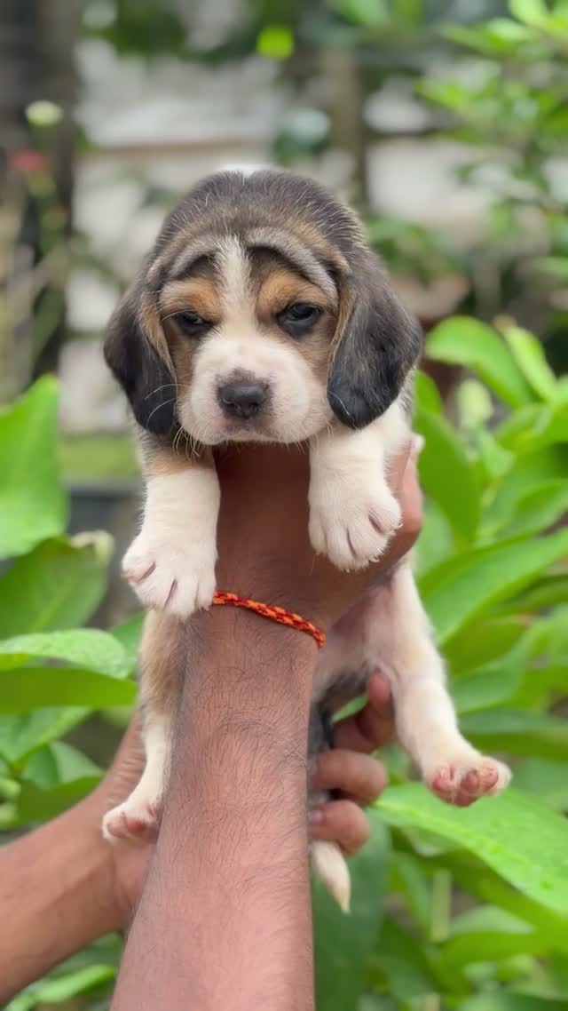 Beagle Black & Tan Puppy, farm video