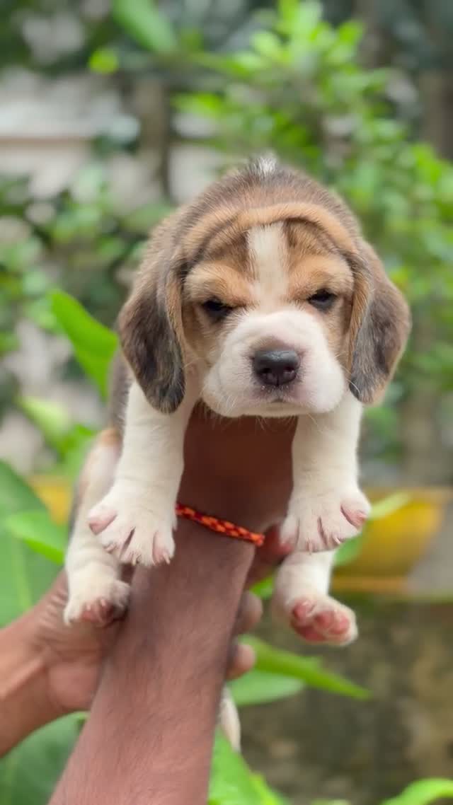 Beagle Black & Tan Puppy, farm video