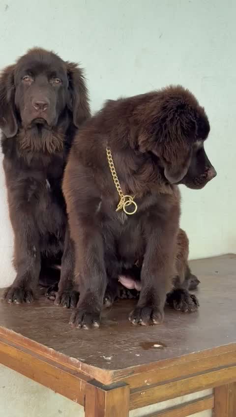 Newfoundland Puppy, farm video