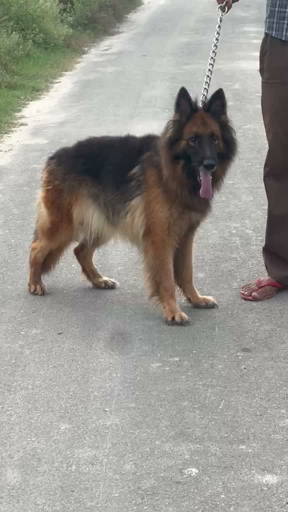 German Shepherd Puppy, farm video