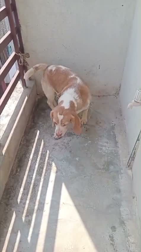 Beagle Black & Tan Puppy, farm video