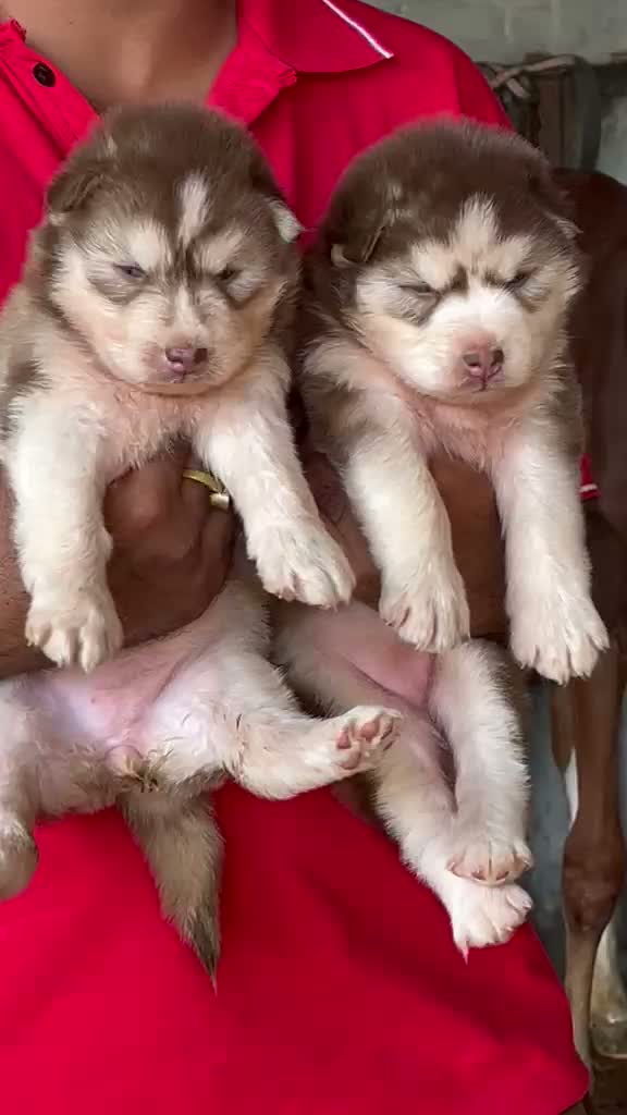 Siberian Husky Puppy | Black & White Color, farm video