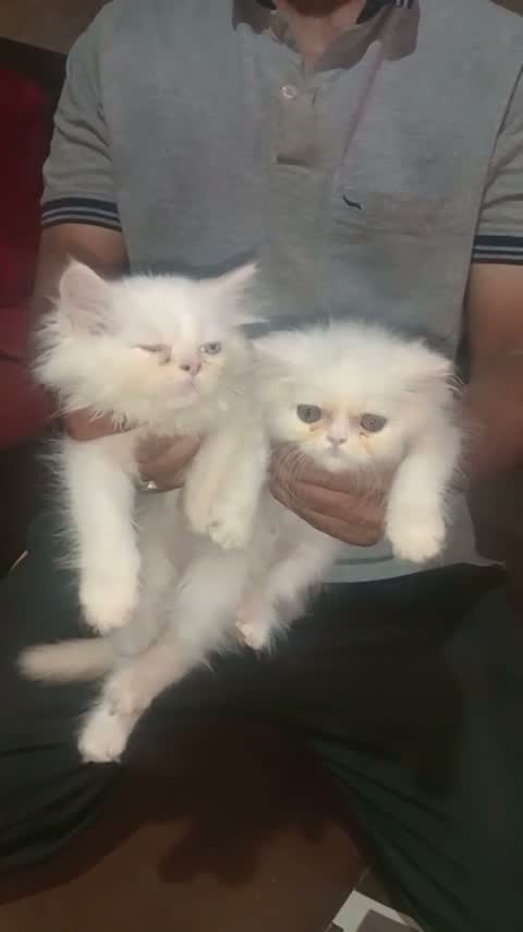 Persian, farm video