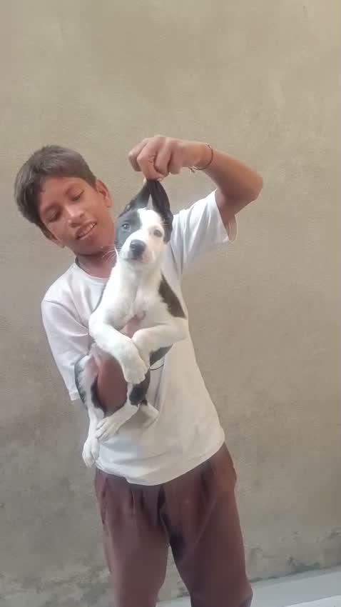 Pitbull Terrier Puppy, farm video