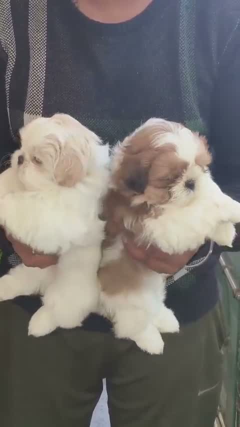 Shih Tzu | Black Color, farm video