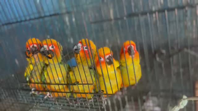 Sun Conure, farm video