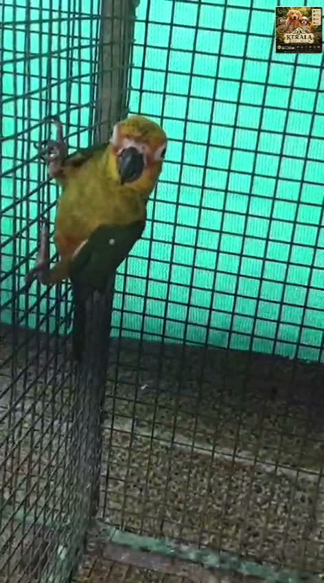 Sun Conure, farm video