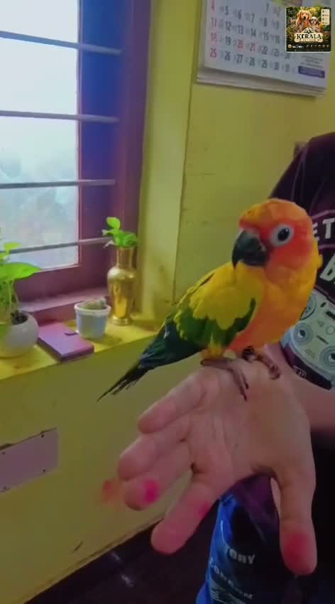 Sun Conure, farm video