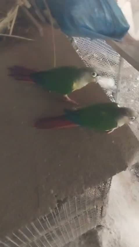 Emma Conure, farm video