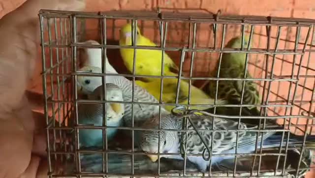 Budgies | Fallow, farm video