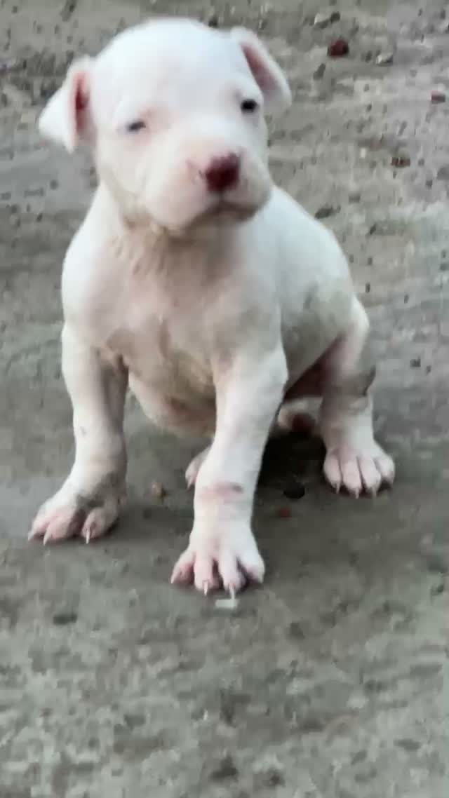 Dogo Argentino Puppy, farm video