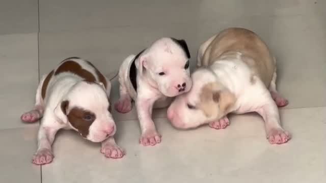American Bully Pocket Size Puppy, farm video