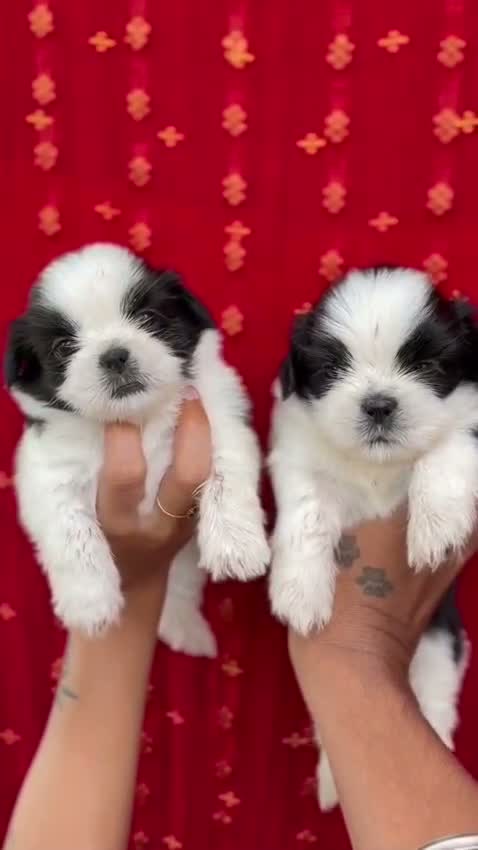 Shih Tzu | Black Color, farm video