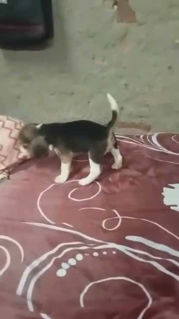 Beagle Black & Tan Puppy, farm video