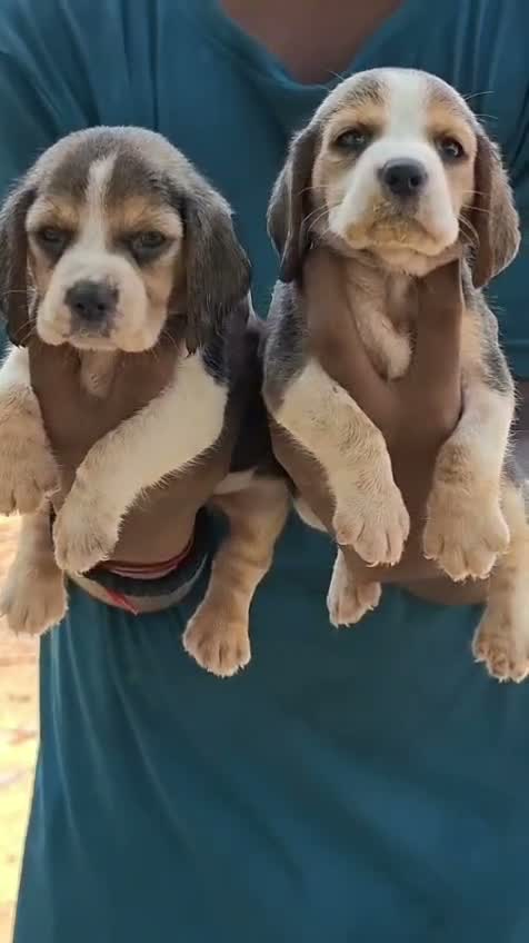 Beagle Black & Tan Puppy, farm video