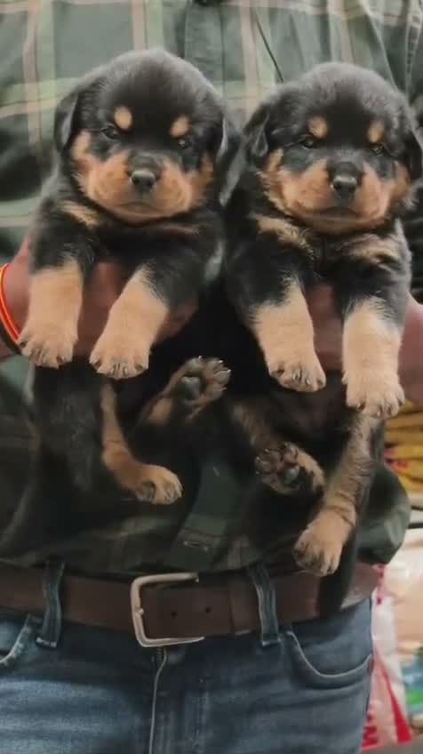 Rottweiler Puppy, farm video