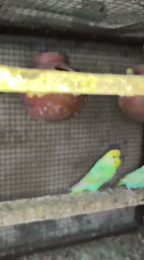 Budgies | Fallow, farm video