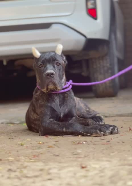 Cane Corso Puppy | Brindle, farm video