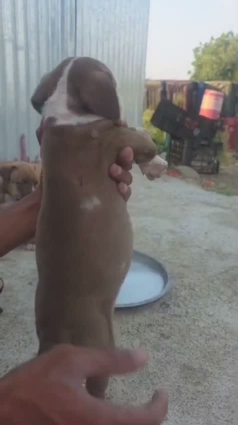 Pitbull Terrier Puppy, farm video