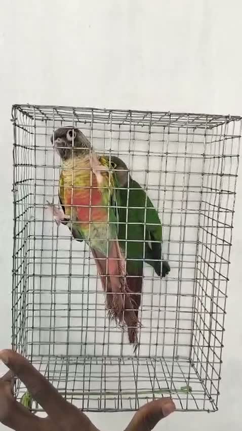 Emma Conure, farm video