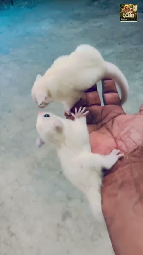 Sugar Glider | Grey, farm video
